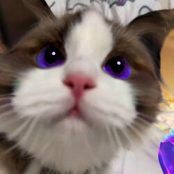 Meow Number 6 (The Cat's Groove)