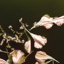 Rewind in Bloom