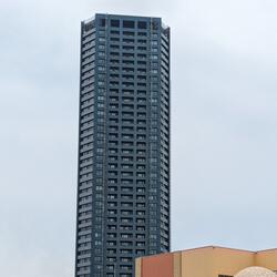 Burning Cherry Blossoms