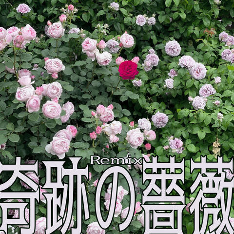 奇跡の薔薇