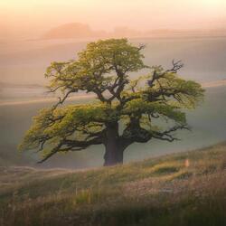 당신의 기분은 어떠신가요 (How are you feeling)