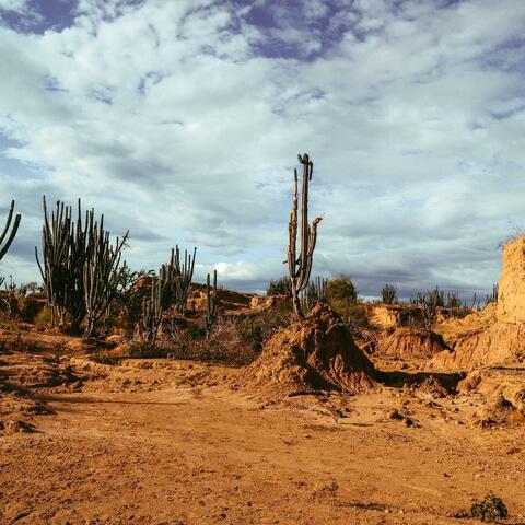 Sonoran Ambush