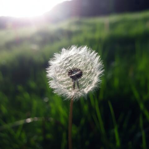 어디로든 나아갈 수 있는 씨앗처럼 (Like a seed that can go anywhere)