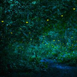 Flowers blooming here