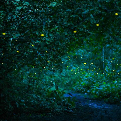 A gentle healing bed piano that lulls you to sleep Close your eyes