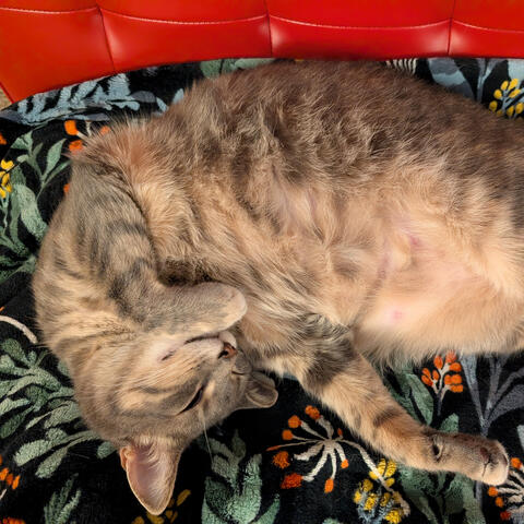 My Cat Loves Me