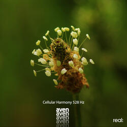 Cellular Harmony 528 Hz