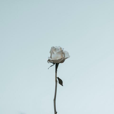 L.P.I