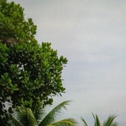 Sudah suratan