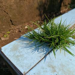 RINDUKU