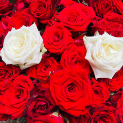 Passion, Tricks and Angels