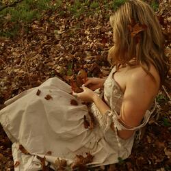 maple leaves