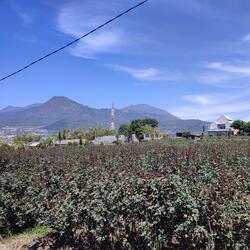 Like Doll in The Box