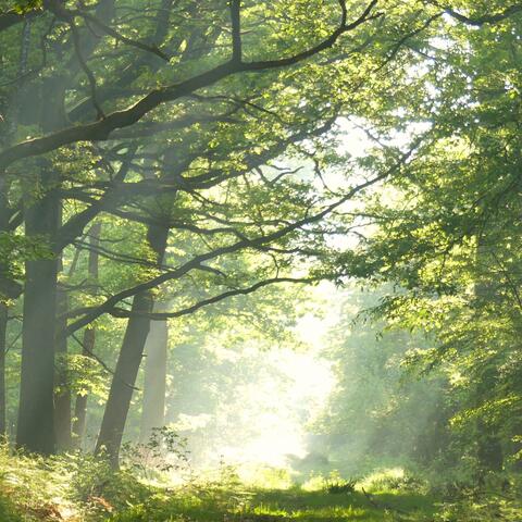 A soothing lounge piano that gently reaches the heart