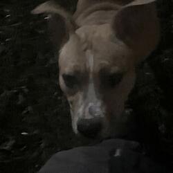 penelope’s lullaby