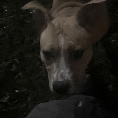 penelope’s lullaby