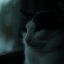 Izu Ambient 029