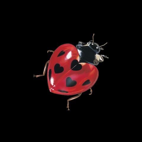 Ladybug