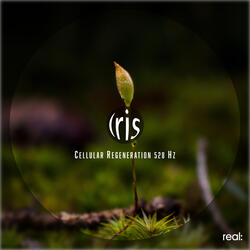 Cellular Regeneration 528 Hz