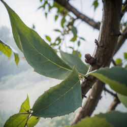 Hollow Frequency Collapse