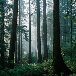 The forest