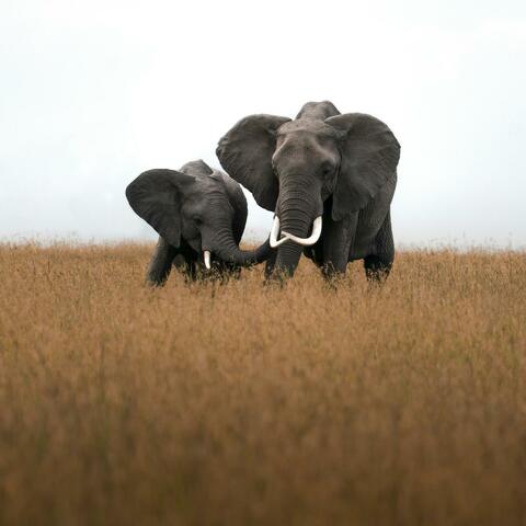 Elephant in the Room