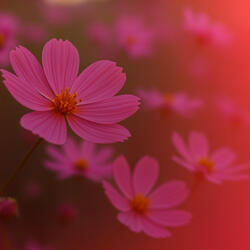 Smitten by the Chocolate Cosmos