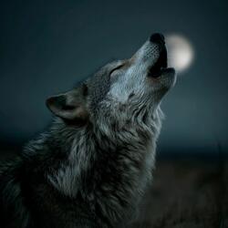 Я волк одиночка