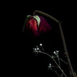 Deadliest Flower (POISON!)