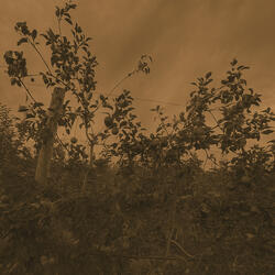 falling like the leaves