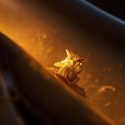 Belum siap kehilangan