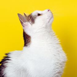 Meow Meow Happy Cat Song