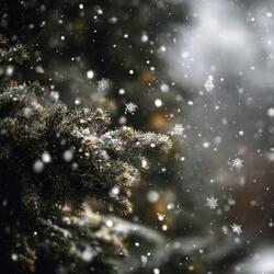 Silent December Nights