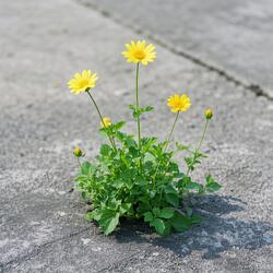 Salvador de Mendonça