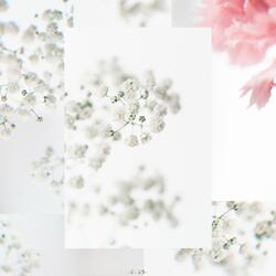 sugarcoat my dreams.