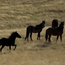 a more quiet lifestyle