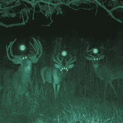 Whispers in the Dark