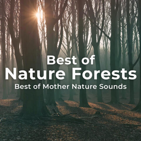 Best of Nature Forests