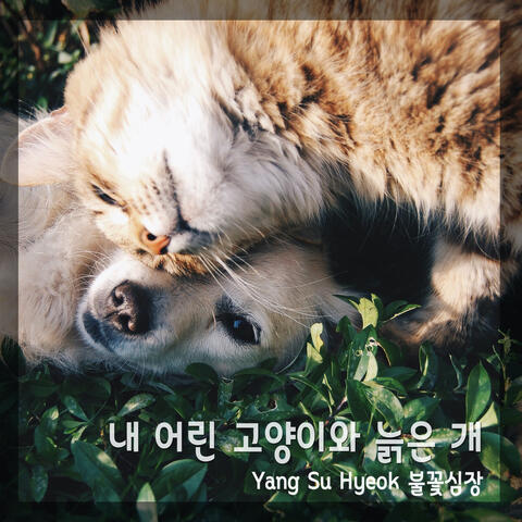 내 어린 고양이와 늙은 개 My Young Cat And Old Dog