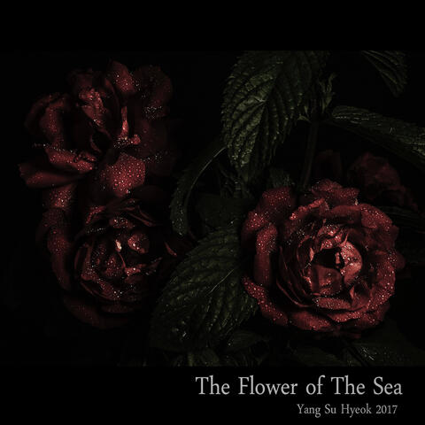 바다꽃 Sea Flower