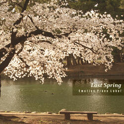 지지않는 벚꽃 Cherry Blossoms