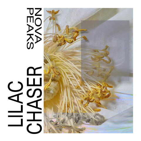 Lilac Chaser