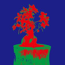Banyan Bonsai