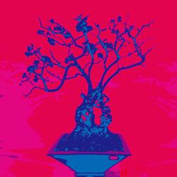 Plum Bonsai