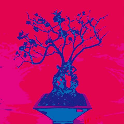Plum Bonsai