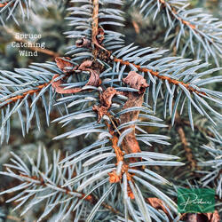 Spruce Catching Wind