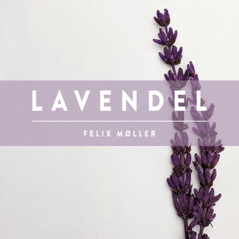 Lavendel