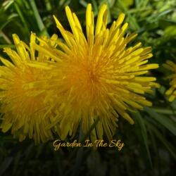 Garden In The Sky