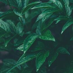 Soft Rainforest