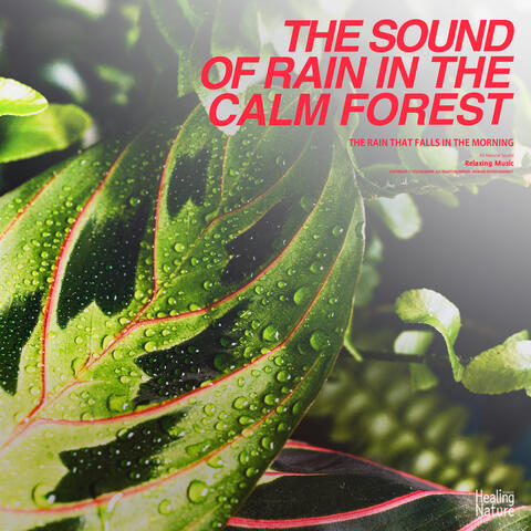 잔잔한 숲 속의 빗소리 The sound of rain in the calm forest